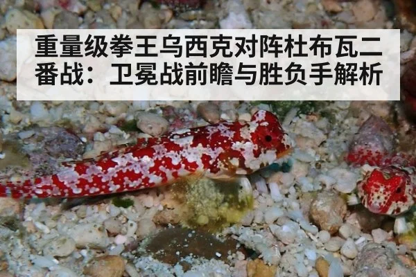重量级拳王乌西克对阵杜布瓦二番战：卫冕战前瞻与胜负手解析